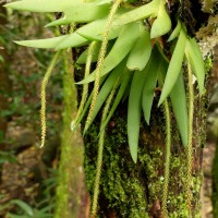 Oberonia weragamaensis Jayaw.